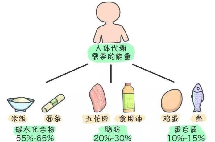 中鏈甘油三酯（MTC）是如何給人體充電加油的？