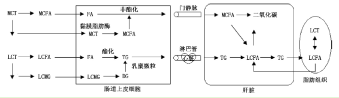 中鏈脂肪酸 中鏈脂肪酸
