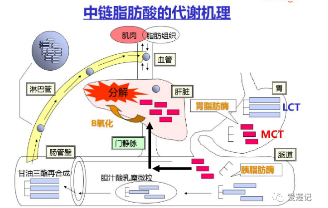 什么是中鏈脂肪酸(MCT)? 什么是中鏈脂肪酸(MCT)?